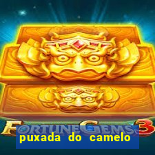 puxada do camelo no jogo do bicho